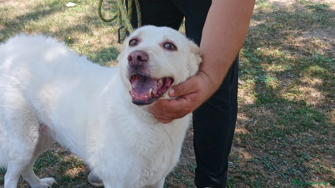 Meticcio cani in regalo: BRANDY 11 ANNI E NON SENTIRLI, IN ADOZIONE - Annuncio 4