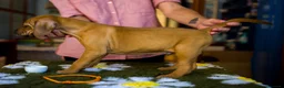 Rhodesian Ridgeback cani in vendita: Wid Gees Litter - Annuncio 34