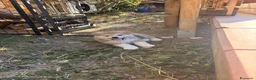 Akita Inu cani in vendita: Akita Inu - Cuccioli - Annuncio 2