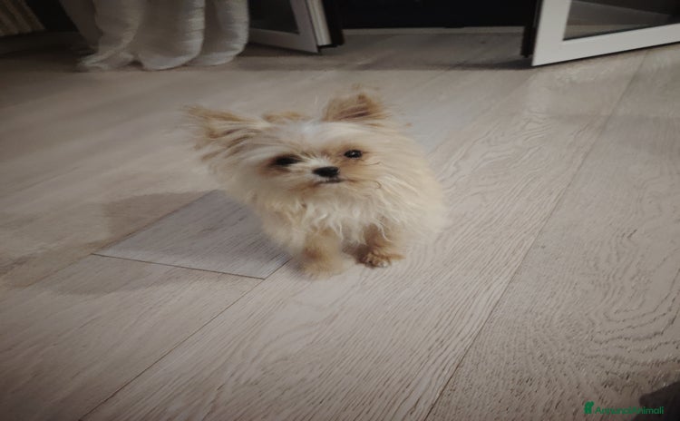 Altre razze cani a Provincia di Pavia - Annuncio 2