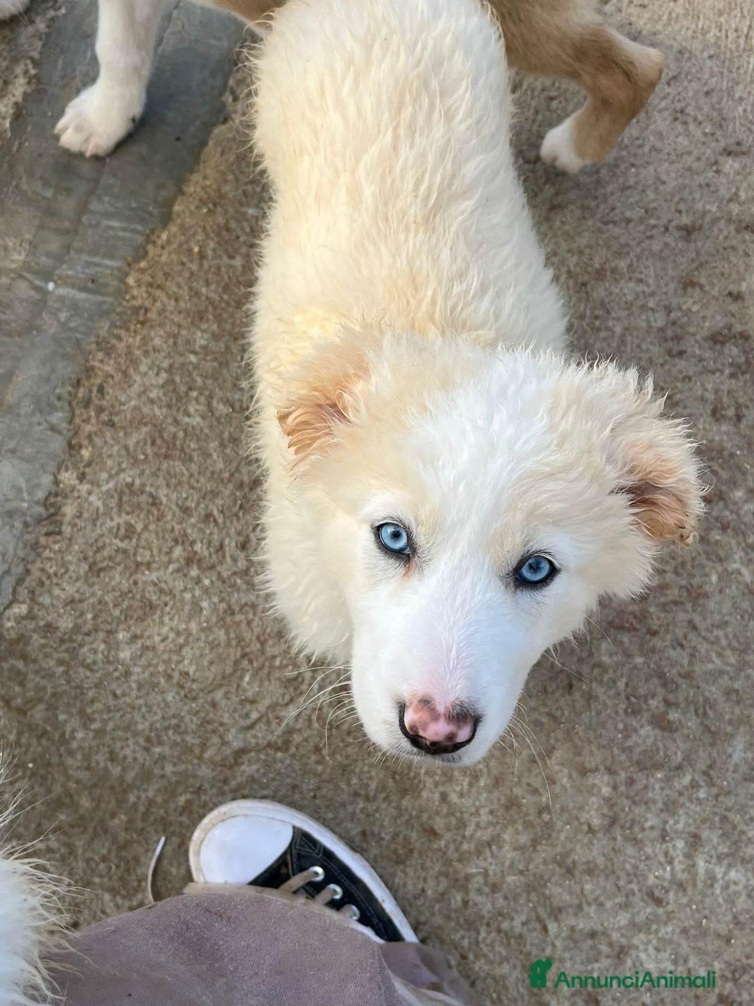 Altre razze cani in regalo: BUDDY, BUBBLES, BASIL E BAMBI - Annuncio 3