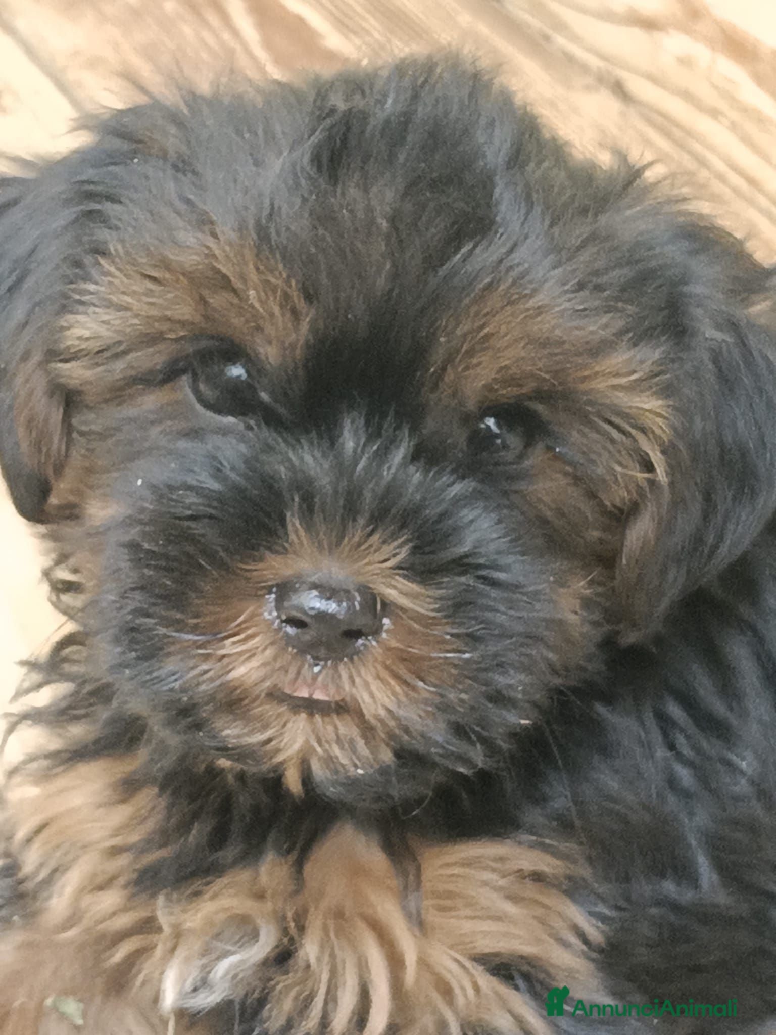 Yorkshire cani NILO, CUCCIOLO - Annuncio 2