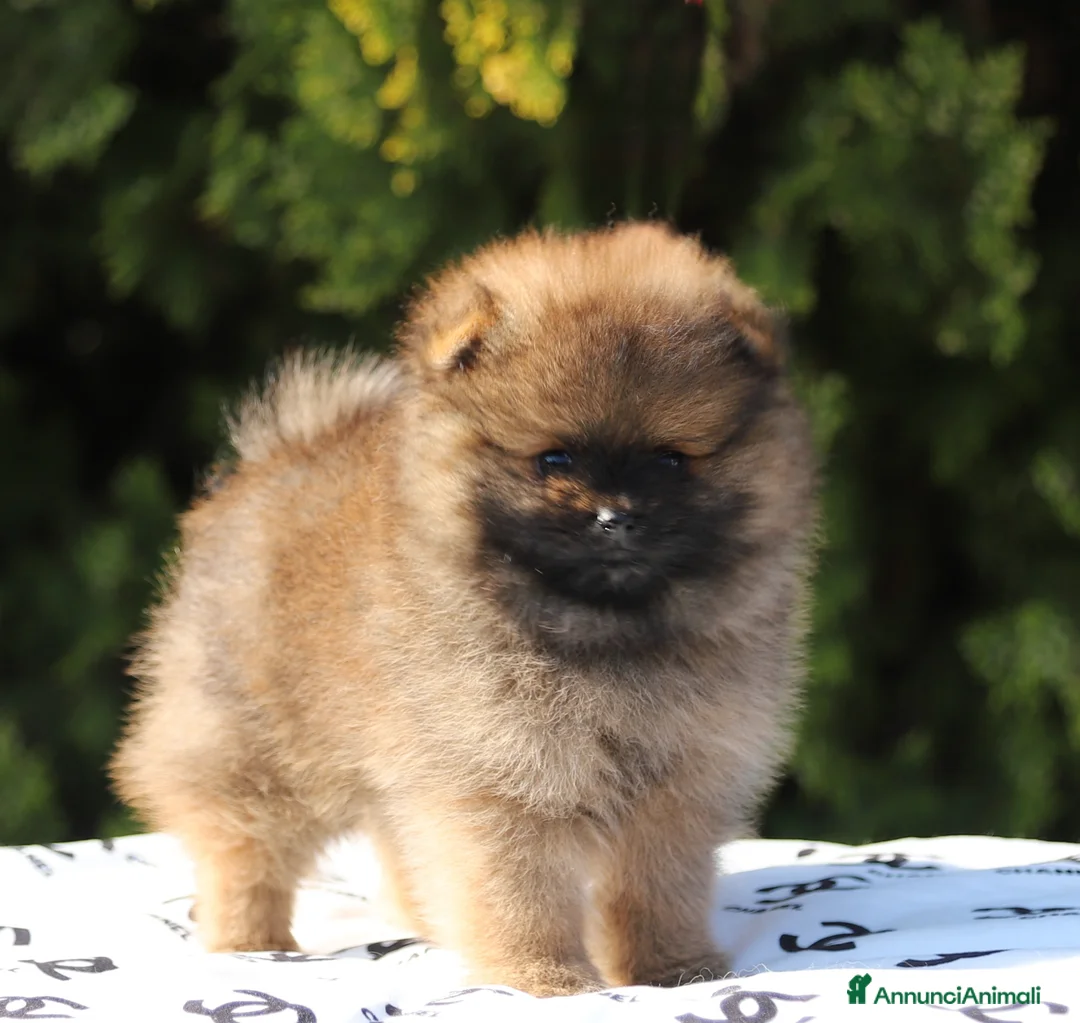 Volpino Pomerania cani in vendita: Spitz Tedesco nano Pomerania  - Annuncio 2