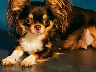 Chihuahua cani Cuccioli di chihuahua - Annuncio 1