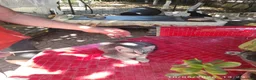 Meticcio gatti in regalo: Gattini fratellini in cerca di casa - Annuncio 5