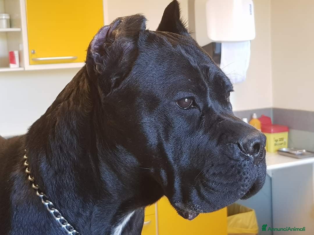 Immagine della galleria {{count}}