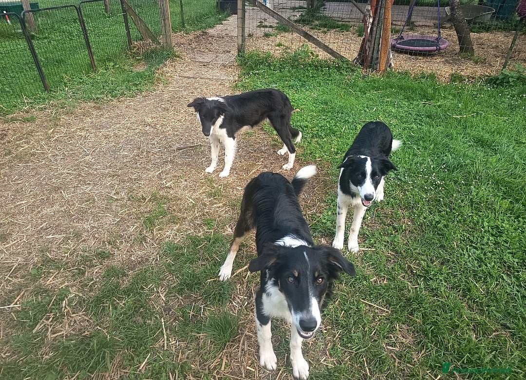 Border Collie cani in vendita: Border Collie con pedigree  a Provincia di Vicenza - Immagine 1
