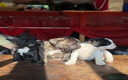 Bulldog Francese cani in vendita: Bulldog francese  a Provincia di Padova - Immagine 3