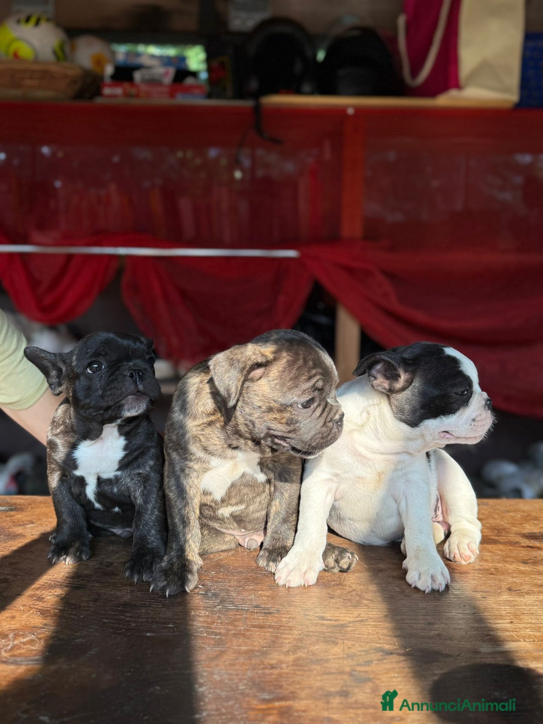 Bulldog Francese cani in vendita: Bulldog francese  a Provincia di Padova - Immagine 3