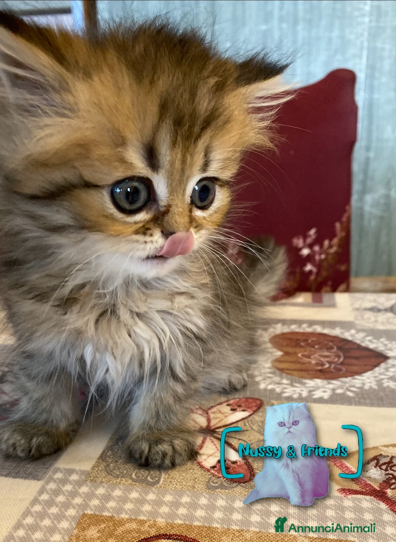 Persiano gatti in vendita: Cucciolo di gatto persiano chinchilla golden - Annuncio 7