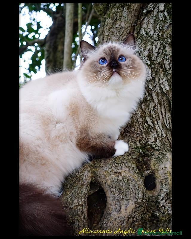 Ragdoll gatti Ragdoll cuccioli alta genealogia  - Annuncio 16