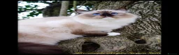 Ragdoll gatti in vendita: Ragdoll cuccioli alta genealogia  - Annuncio 1