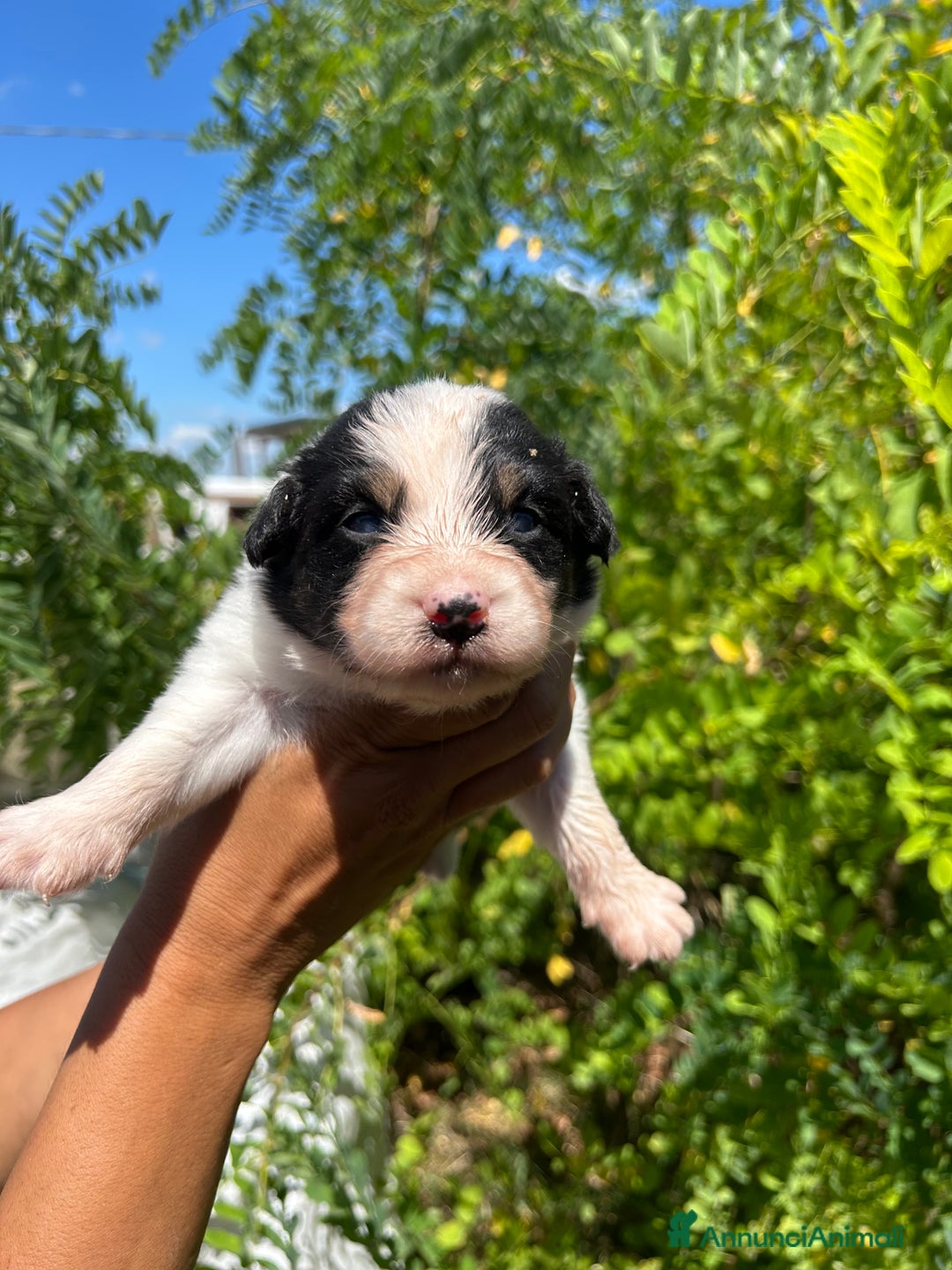 Australian Shepherd cani in vendita: 4 cuccioli pronti a settembre  a Città Metropolitana di Bologna - Immagine 3