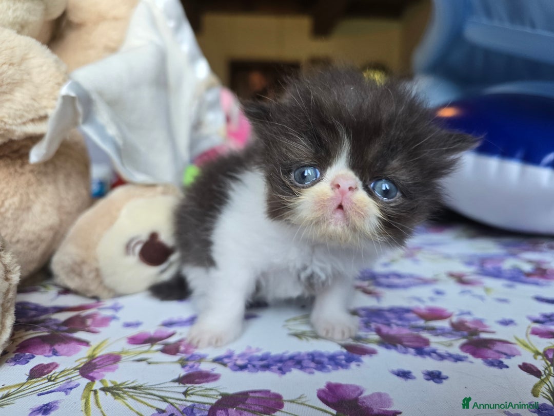 Persiano gatti in vendita: Meravigliosi Persiani - Immagine 5