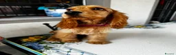 Cocker cani in vendita: Cucciola di cocker spaniel inglese a Città metropolitana di Milano - Annuncio 6