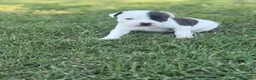 Staffordshire cani in vendita: Stupendi Staffy - Annuncio 2