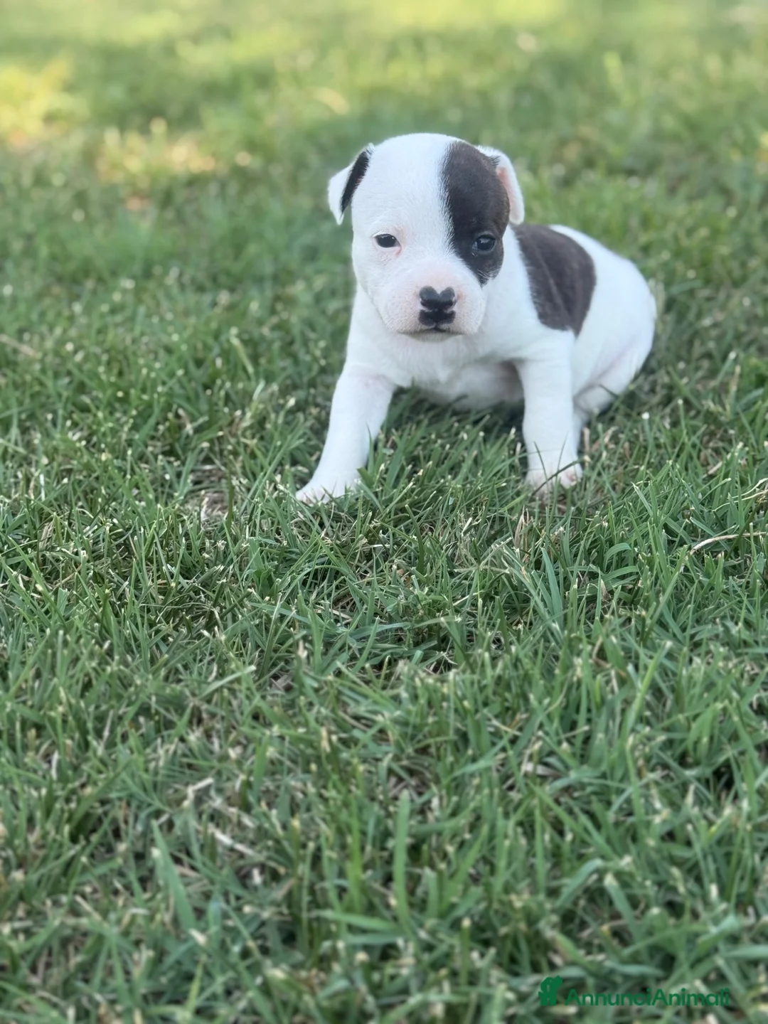 Staffordshire cani in vendita: Stupendi Staffy - Annuncio 2