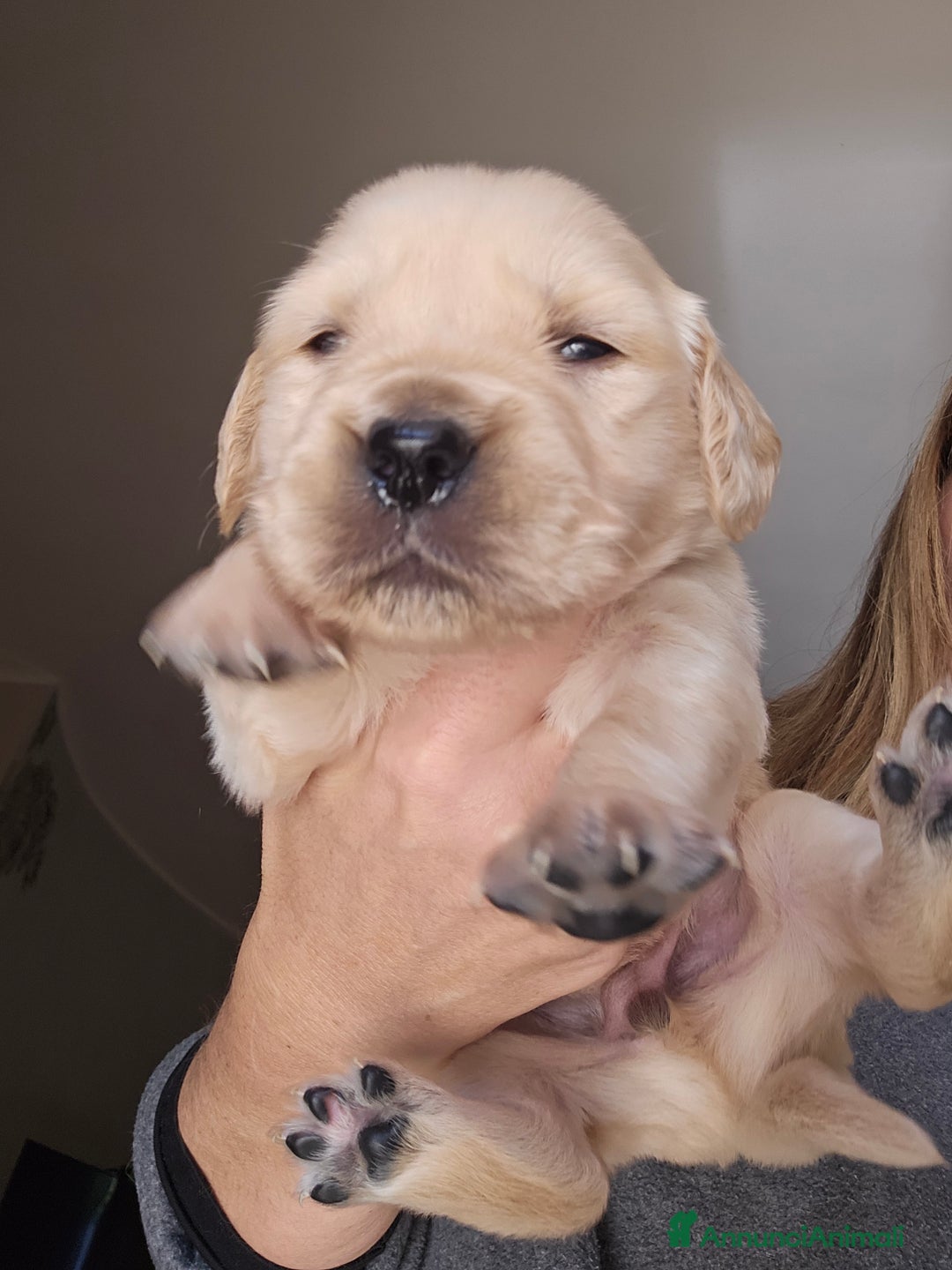 Golden Retriever cani in vendita: Cucciole Golden Retriever  - Annuncio 5
