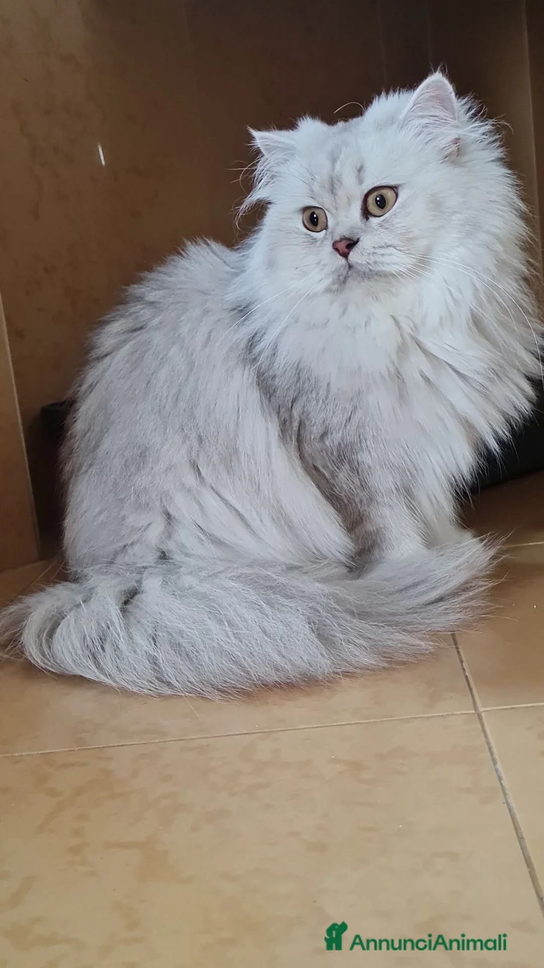 Scottish gatti in vendita: Scottish  - Annuncio 2