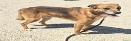 Meticcio cani in regalo: Jerry 4 anni Taglia media piccola  - Annuncio 6