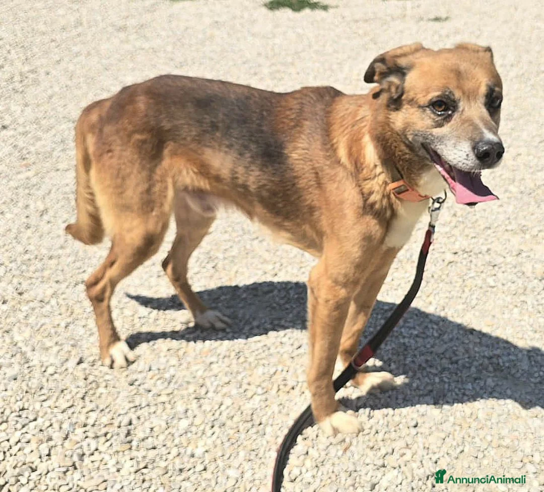 Meticcio cani in regalo: Jerry 4 anni Taglia media piccola  - Annuncio 6