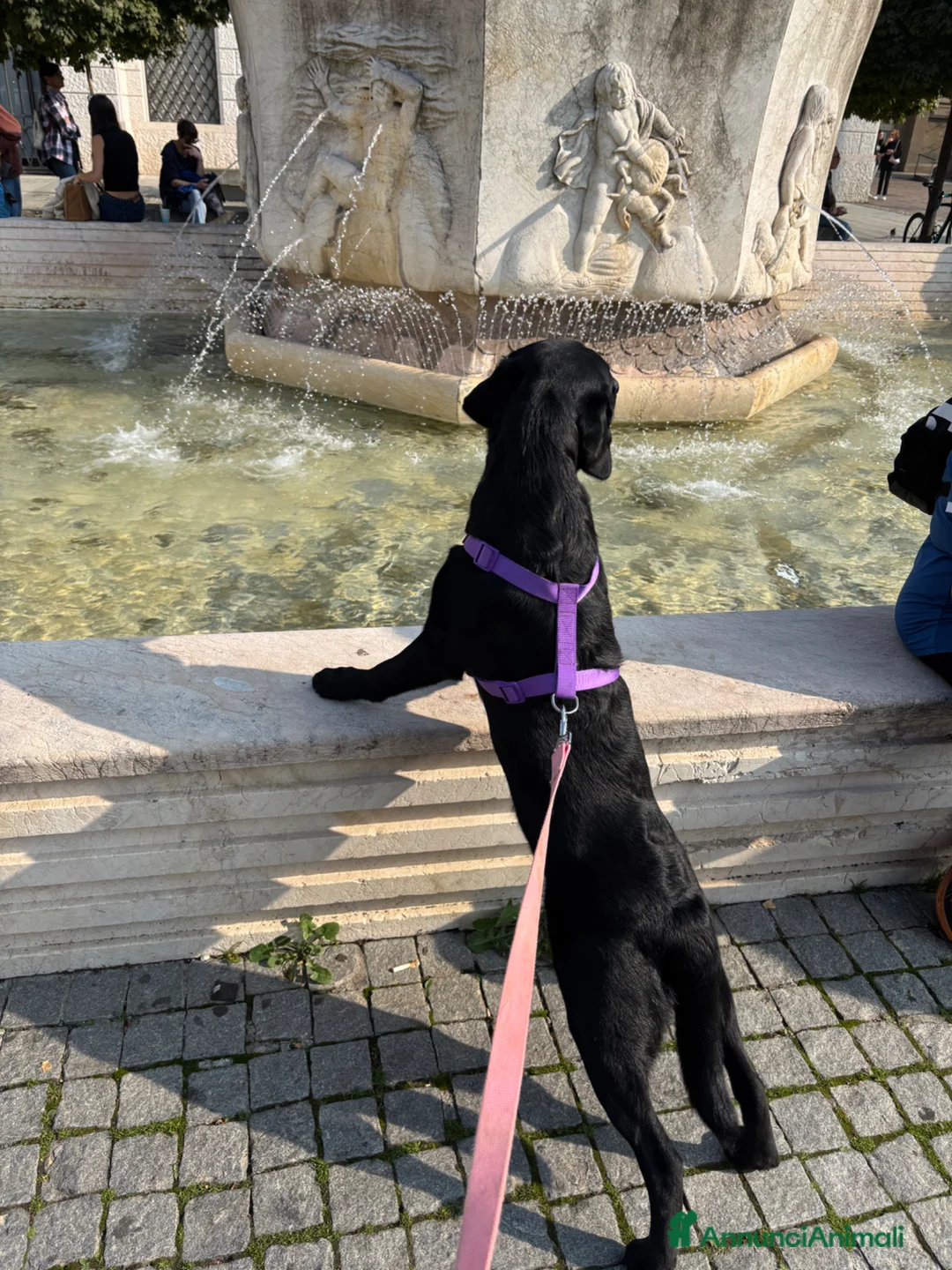 Labrador cani in vendita: Vendo Labrador di un anno e mezzo a Provincia di Bergamo - Annuncio 2