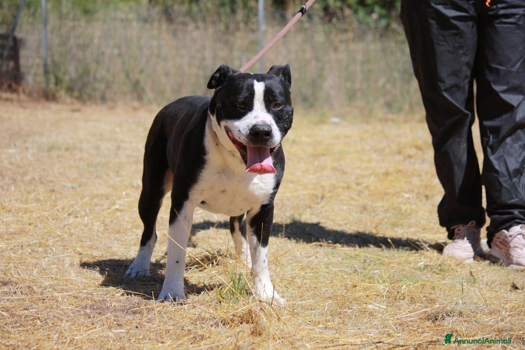 American Staffordshire cani in regalo: Thor richiuso in canile dopo l'abbandono - Annuncio 5