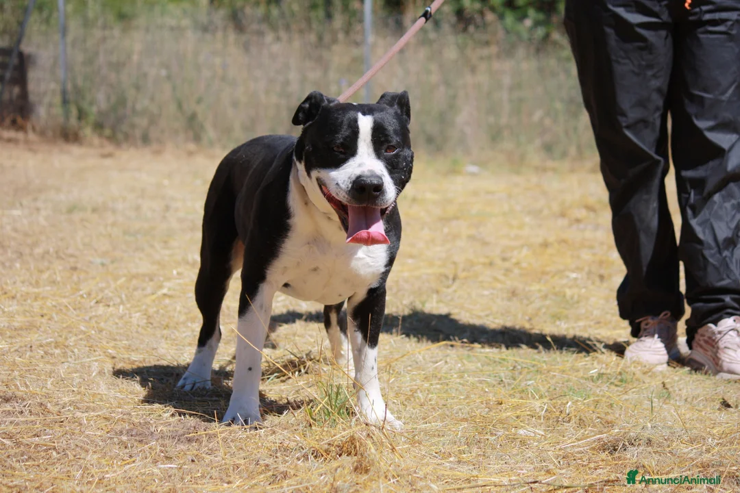 American Staffordshire cani in regalo: Thor richiuso in canile dopo l'abbandono - Annuncio 5