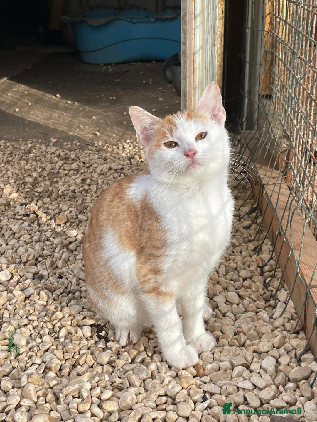 Meticcio gatti in regalo: LA BELLISSIMA KANGA - Annuncio 6