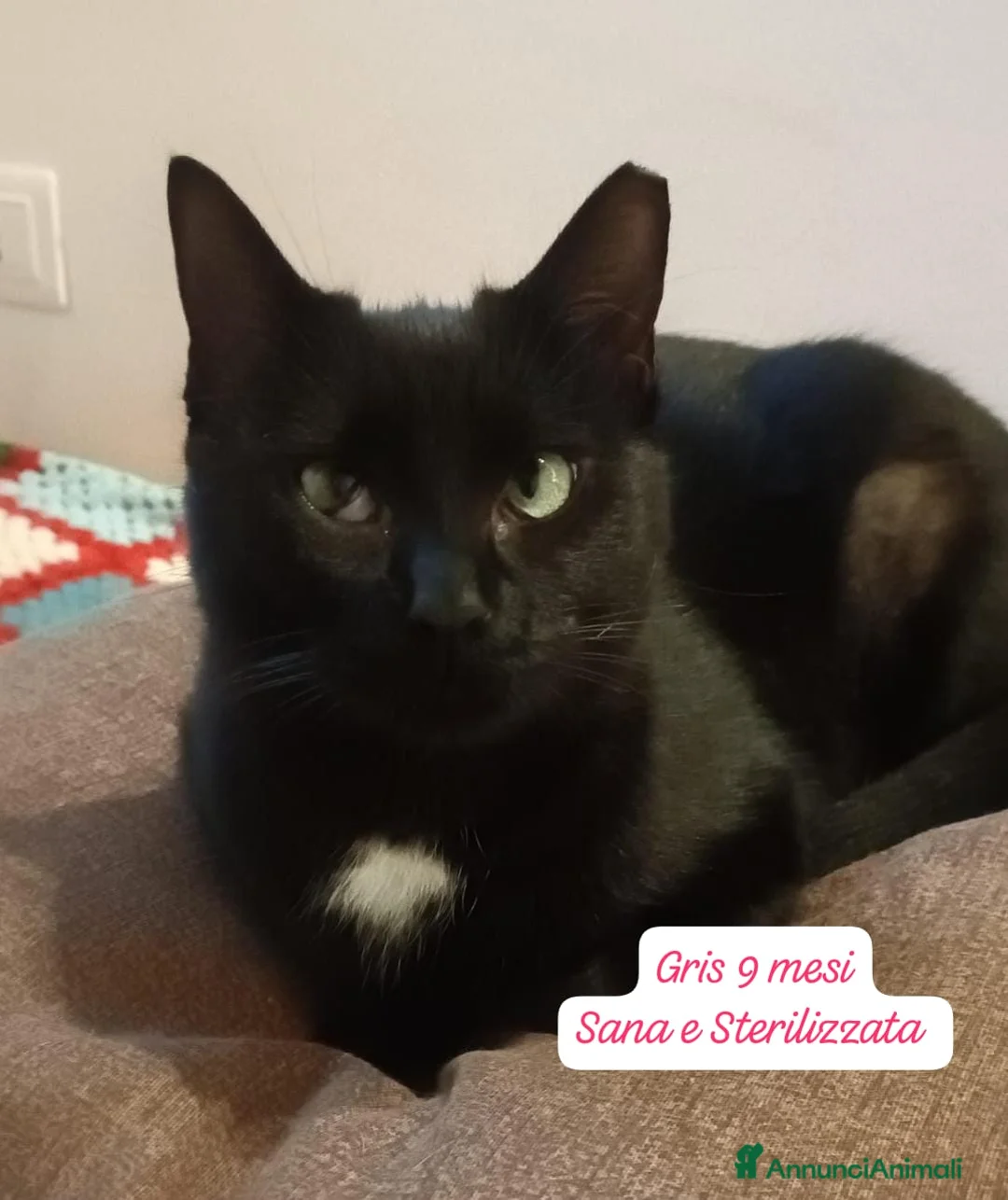 Altre razze gatti in regalo: Gattini destinati alla colonia  - Annuncio 6