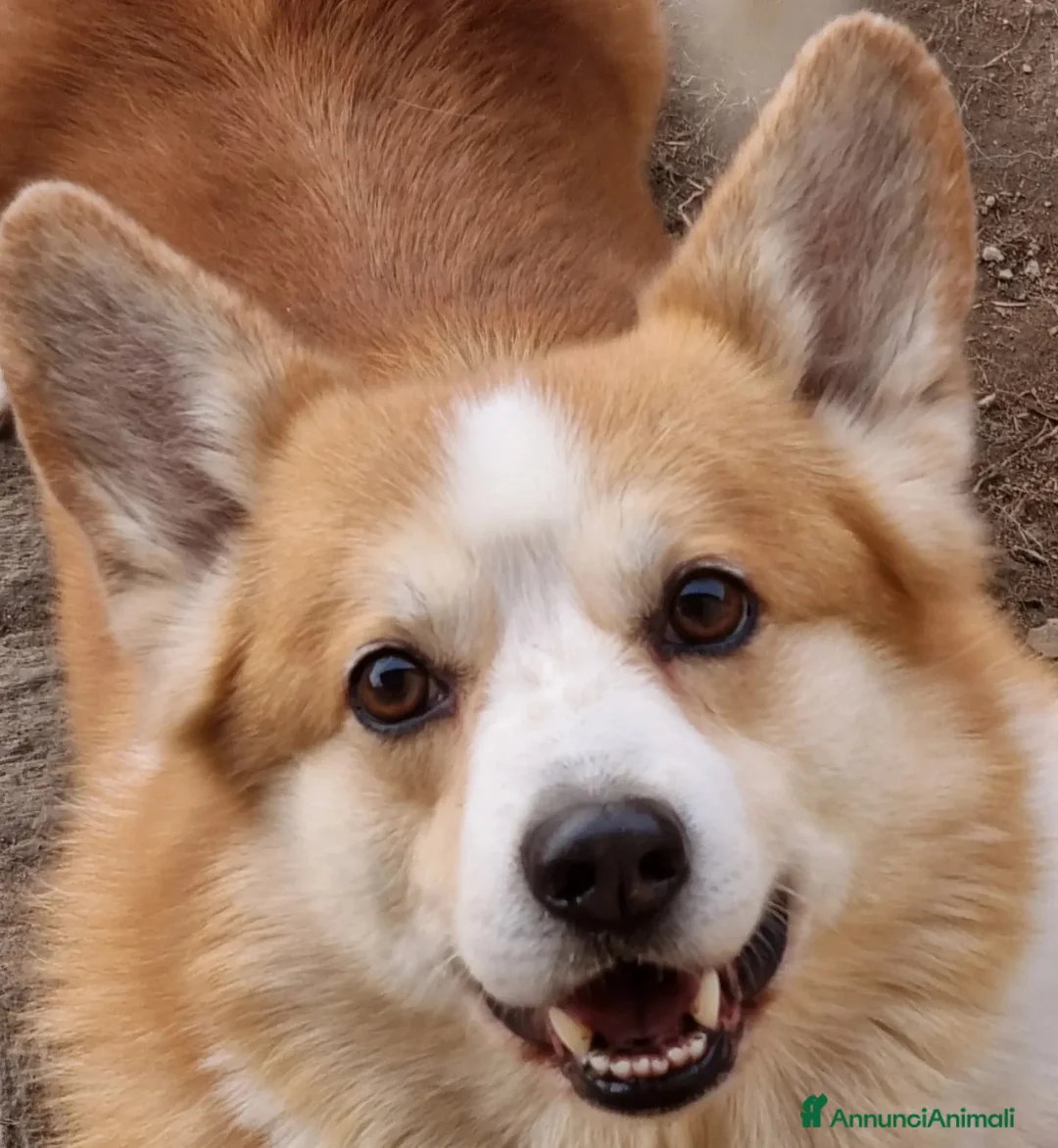 Immagine della galleria {{count}}