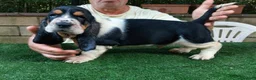 Bassethound cani in vendita: Cuccioli bassethound  - Annuncio 10