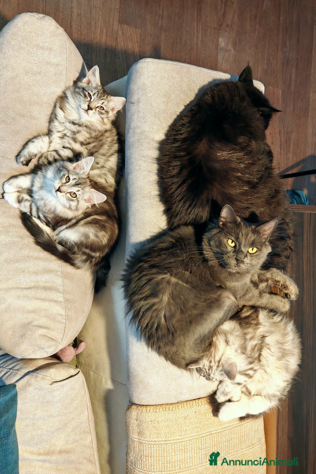 Siberiano gatti in vendita: Splendidi cuccioli siberiani Black Silver  - Annuncio 2