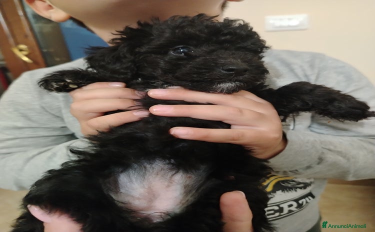 Barboncino cani - Annuncio 13