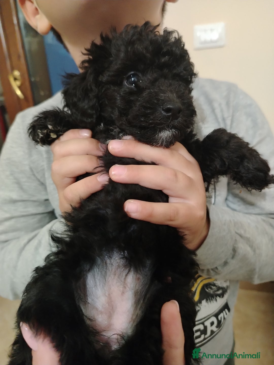 Barboncino cani in vendita: Barboncino  - Annuncio 1