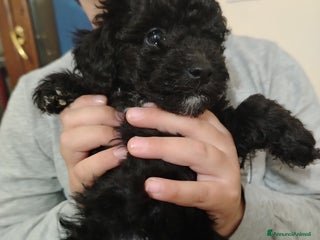 Barboncino cani Barboncino - Annuncio 36