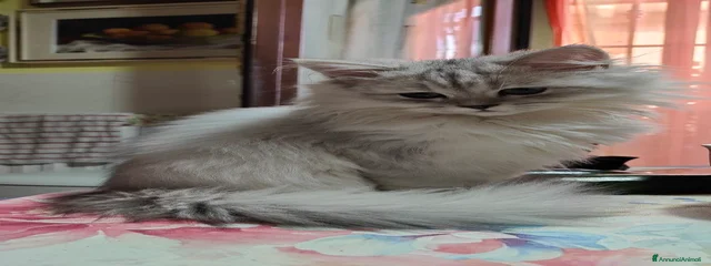 Charles