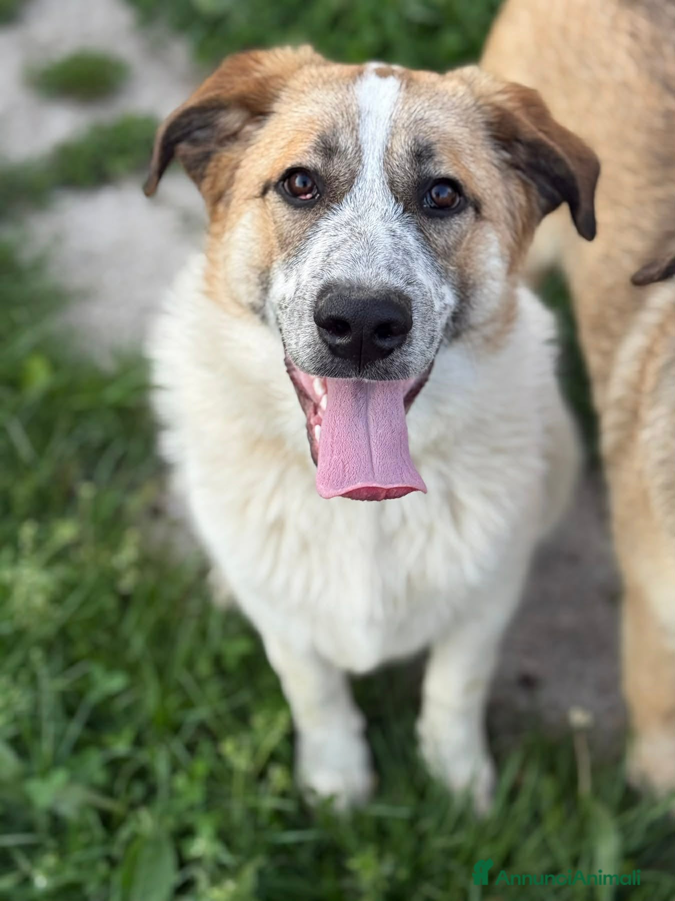 Meticcio cani ARONNE, super PASTORINO dalla bontà sconfinata! - Annuncio 4