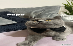 British gatti in vendita: Fantastici Gattine British-Scottish a Città Metropolitana di Firenze - Immagine 12