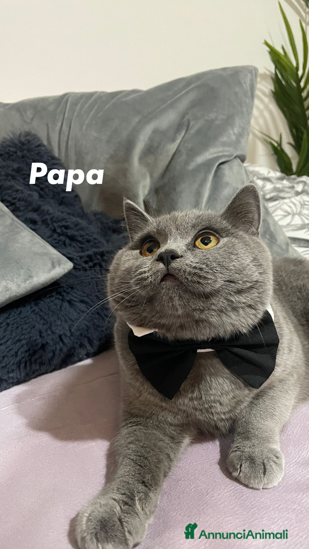 British gatti in vendita: Fantastici Gattine British-Scottish a Città Metropolitana di Firenze - Immagine 12