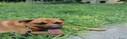 Meticcio cani per accoppiamento: Maschio per accoppiamento  - Annuncio 6
