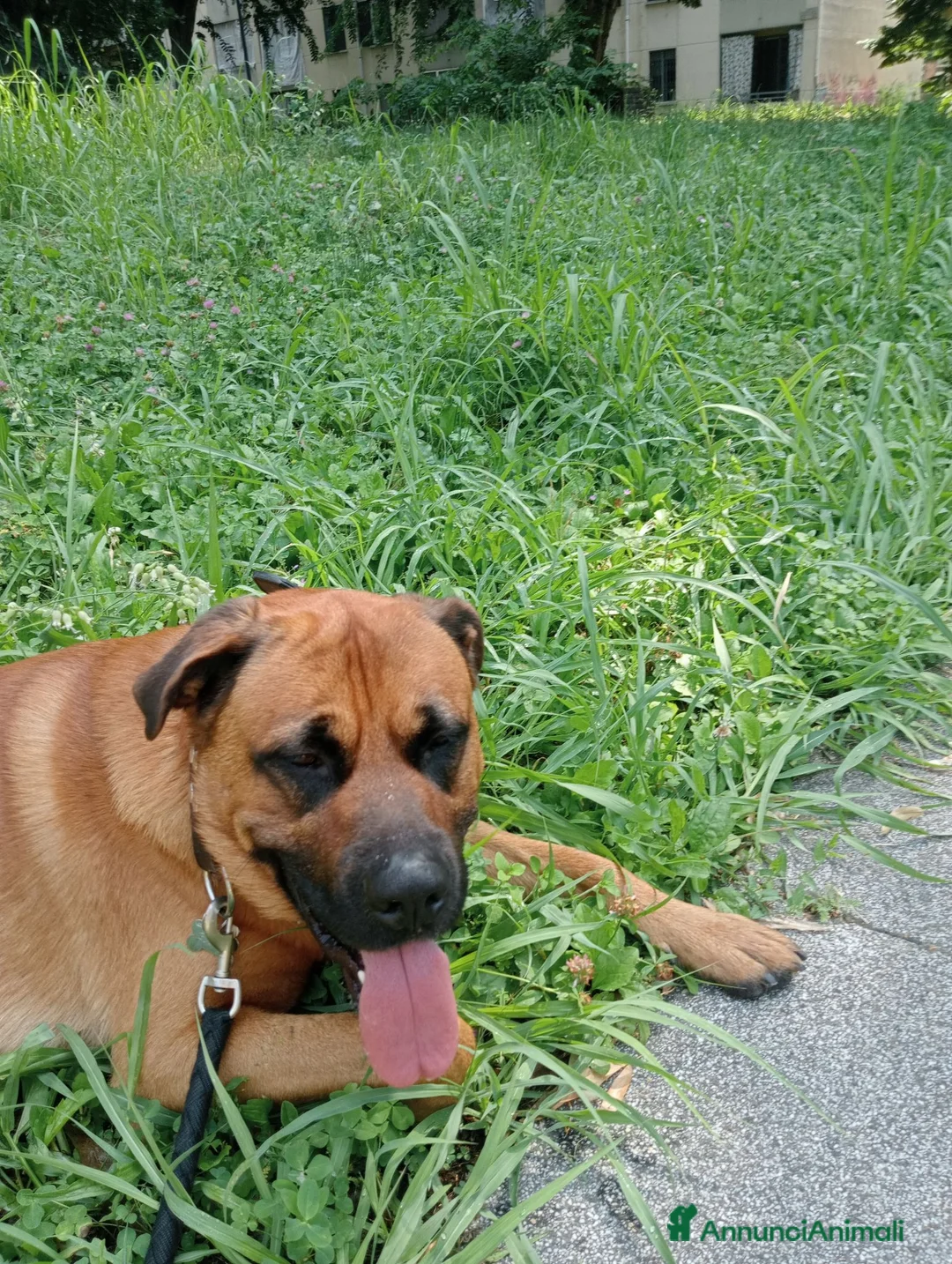 Meticcio cani per accoppiamento: Maschio per accoppiamento  - Annuncio 6