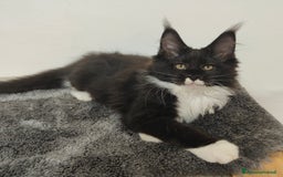 Maine Coon gatti in vendita: Noah & Nausica a Città Metropolitana di Venezia - Immagine 3