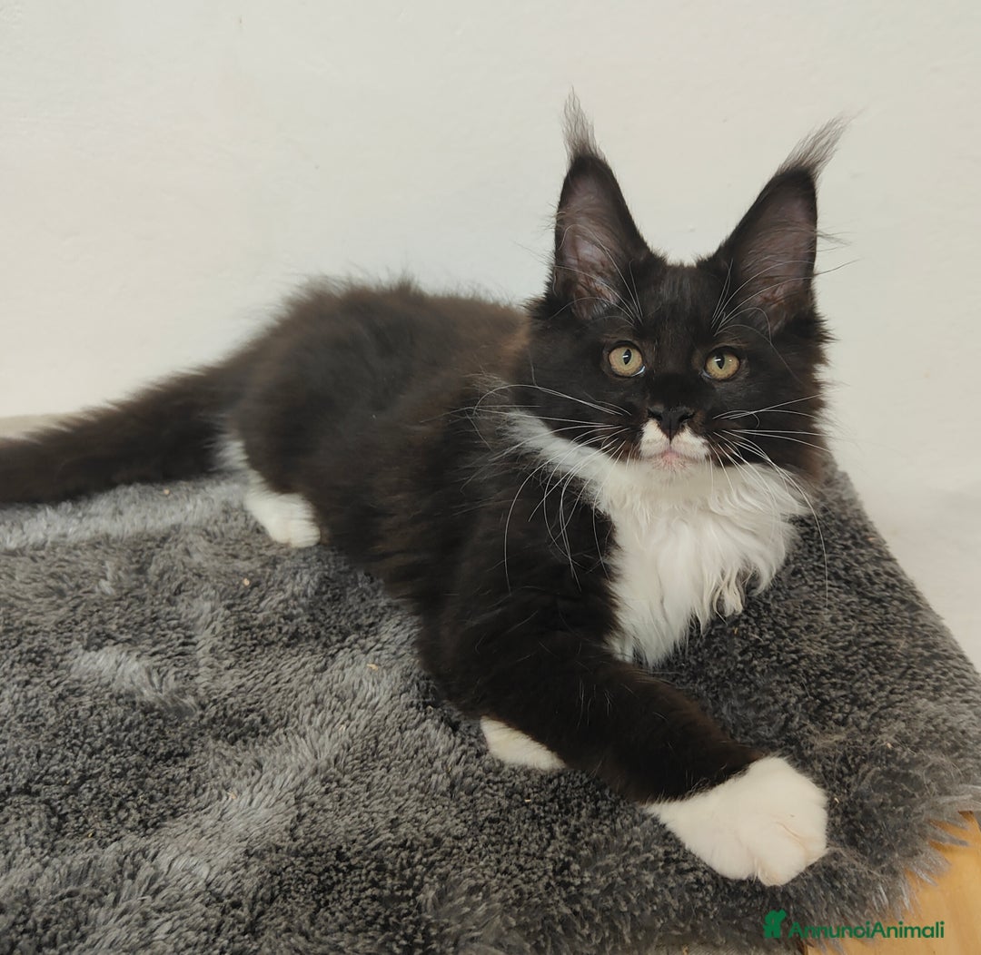 Maine Coon gatti in vendita: Noah & Nausica a Città Metropolitana di Venezia - Immagine 3