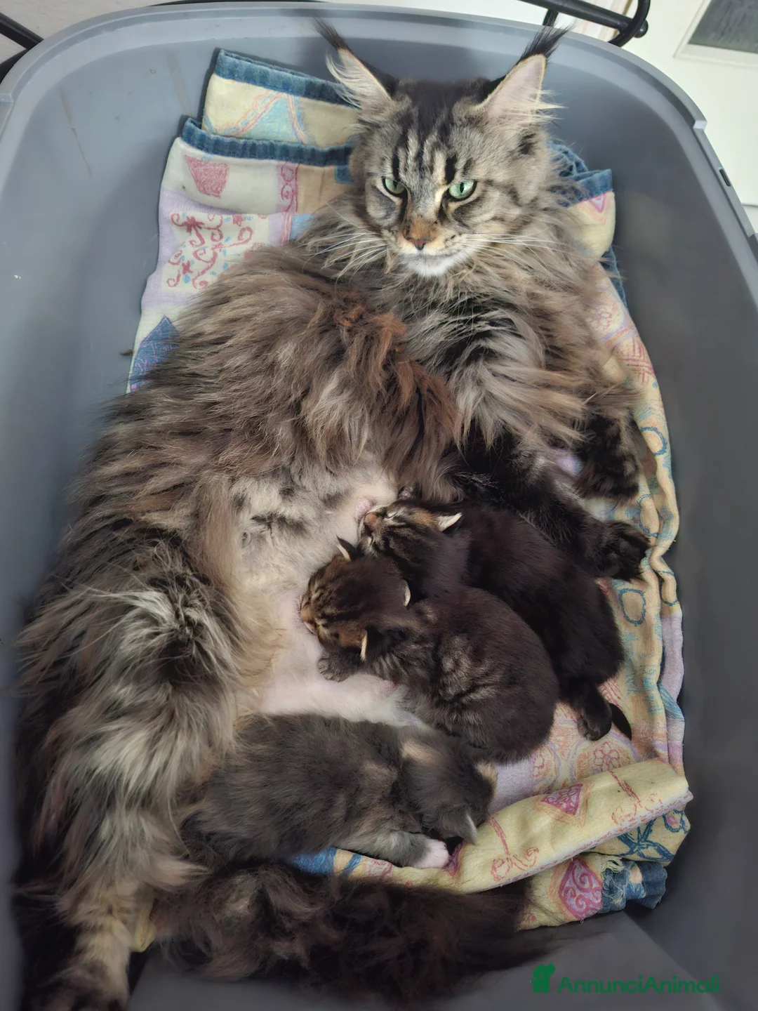 Maine Coon gatti in vendita: Bellissimi getting Mane coon 12 mesi disposable. - Annuncio 10