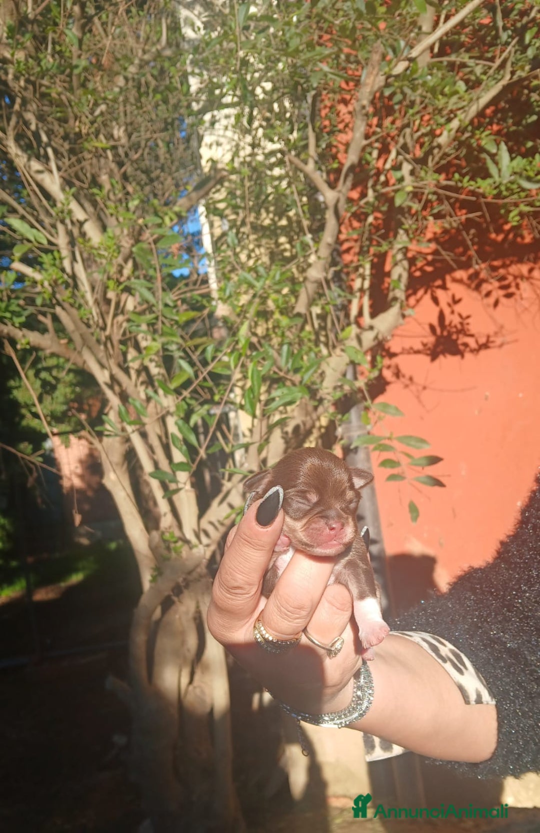 Chihuahua cani in vendita: Cuccioli chiuhauha toy puri  - Annuncio 4