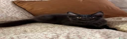 Maine Coon gatti in vendita: Cucciolo Maine coon maschio  - Annuncio 8