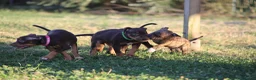 Pitbull cani in vendita: Cuccioli Pit Bull con pedigree anche a rate - Annuncio 21