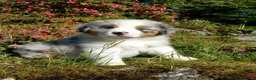 Australian Shepherd cani in vendita: Pastore australiano  - Annuncio 8