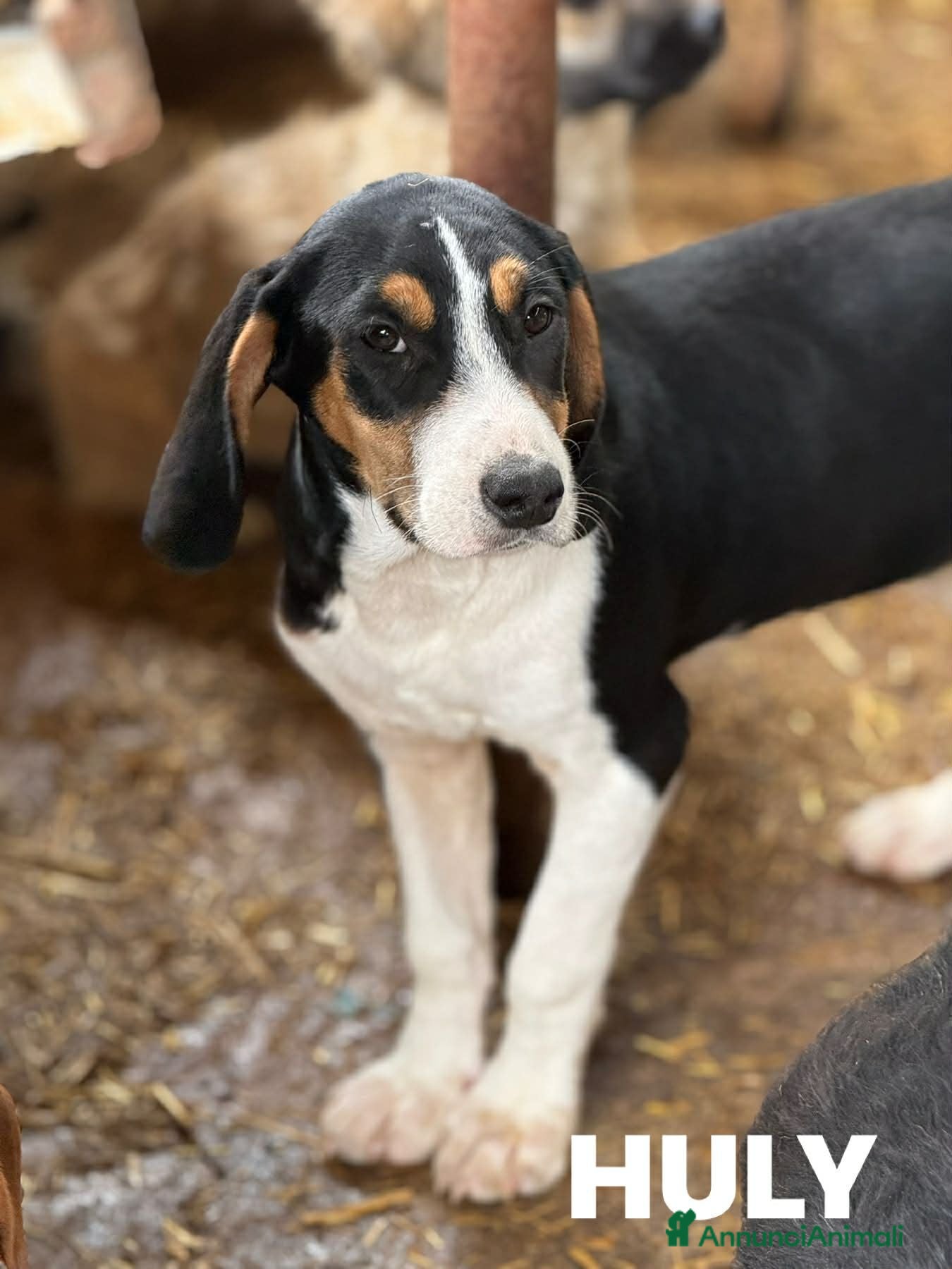 Meticcio cani HULYA, mix di dolcezza e simpatia cerca famiglia! - Annuncio 27